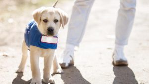 shutterstock_659613925