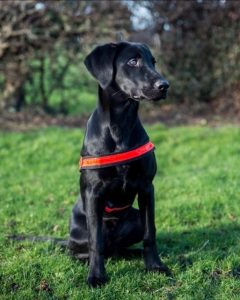 258895668.jpg.gallery