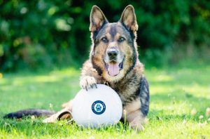 5590 3727 97def659 47a4 4600 b2d6 917984f074ef.jpg.gallery