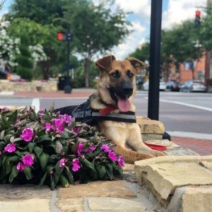 5f50001e50cb9.image_