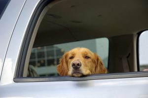 Dog riding in car window canine pet safety 1024x681 1