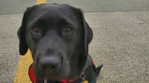 c92c72b8 d251 4535 82c4 60e57467cd23 medium16x9_JUNOSERVICEDOG