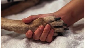 dog20generic_1540229025153.jpg_59837004_ver1.0_640_360_1540231153836.jpg_59836068_ver1.0