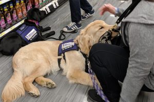 puppy parent field trip rest