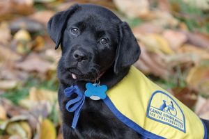 1 Puppy Roger_Courtesy of Canine Companions for Independence