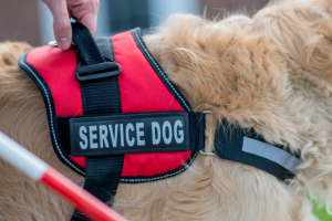 Service dog929.jpg 768x512 1