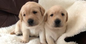 bonnie and henry puppies