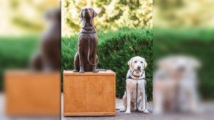 5fad20b70f7ba.image_