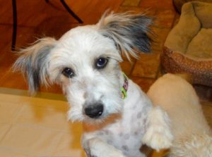 5fbc5759bf8c3.image_