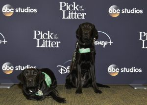 https___dogoday.com_wp content_uploads_getty images_2017_07_1194579559