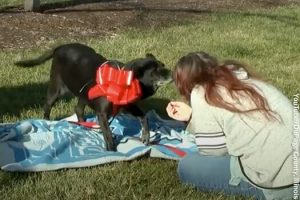 1800x1200_service_dog