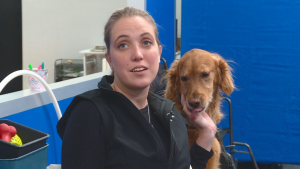 d45e3d10 e624 4aa3 99eb 5ebe8a595339 large16x9_5PGINNASERVICEANIMALCHANGES.transfer_frame_303 1