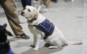 ds150731_service_dog_b 668x418 1