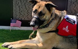 nonprofit soldiers best friend pairs rescues veterans ptsd service dogs 800 1000 1