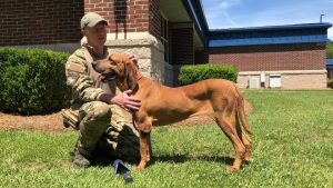 HCPD Bloodhound Shelley HCPD Twitter