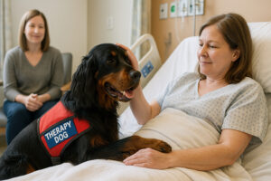 Gordon Setter as a Therapy Dog