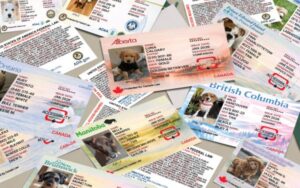 servicedogs canada multiple cards 600×376