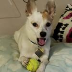 Emotional Support, Heard of Hearing, Cerebral Palsy, Loose my Balance