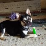 Frankie D Roosevelt Kohl