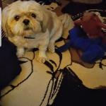 King Samson service dog