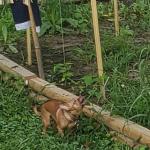 Momma's little Garden Dog
