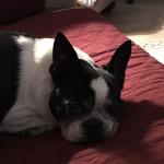 Our Pearl best service dog ever