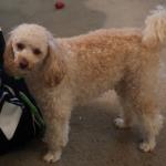 Jacques Rufus Eckerlin is always by my side and is ready to go everywhere with me.