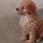 Jacques Rufus Eckerlin