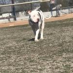 Petty baby the best dog ever