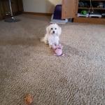 Babygirl in one of her moods