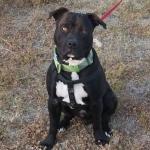 18 months old 88 pounds