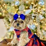 CHLOE Manosalvas my YORKIE