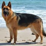 Zeus in the beach