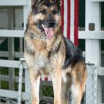 Zeus in July 4th