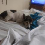 Baby booboo loves people and moma the most shes my sidekick