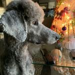 Gabriail Seth Morrow