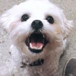 Malvi Chon-- 4 year old, Shih Tzu/Bichon Frise mix
