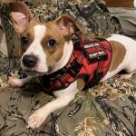 Belleau Wood is a diabetic alert dog