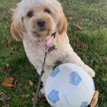 Molly Fritz gets lots of daily exercise....