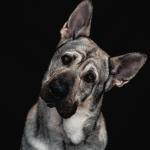 Gentle Giant alert to what’s happening to me