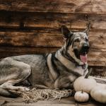 Got some pumpkin to carve for Halloween