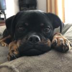 Romeo’s Curious Face