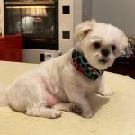 10 yr old Puppy