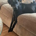 On the couch looking over