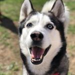 Kovu outside enjoying the sun.