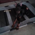 Diesel on his raised bed