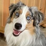 Pepper, Mini American Shepherd