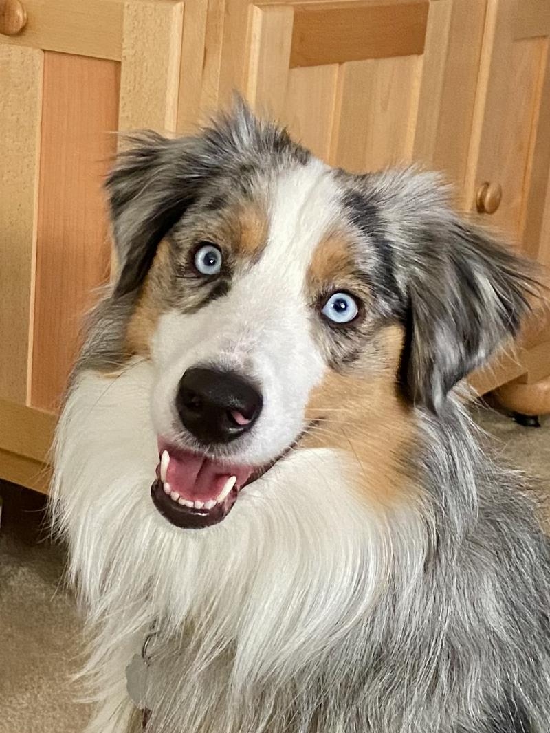 Pepper, Mini American Shepherd | Official ADA Service Dog Registry Site