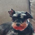 Rascal,  my best friend