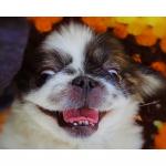 Happy Hamsworth cuddle man